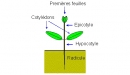 épicotyle