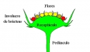 involucro