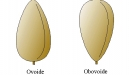 obovoide
