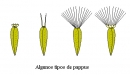 pappus