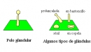 glandular