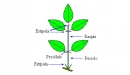 estipela