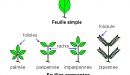 trifoliolé
