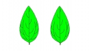 trinervé
