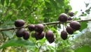 N. Raharimalala (FOFIFA)
