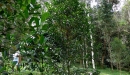N. Raharimalala (FOFIFA)