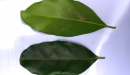 N. Raharimalala (FOFIFA)