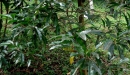 N. Raharimalala (FOFIFA)