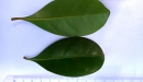 N. Raharimalala (FOFIFA)