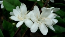 E. Couturon (IRD)