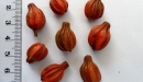 E. Couturon (IRD)