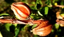 E. Couturon (IRD)