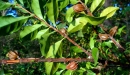 E. Couturon (IRD)