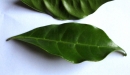 N. Raharimalala (FOFIFA)