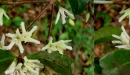N. Raharimalala (FOFIFA)