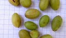 N. Raharimalala (FOFIFA)