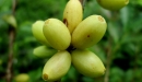 N. Raharimalala (FOFIFA)