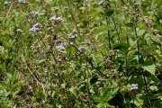 <strong>Asteraceae - Ageratum conyzoides L.</strong><br />© Pierre GRARD / CIRAD