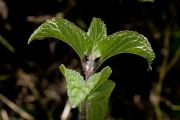 <strong>Asteraceae - Ageratum conyzoides L.</strong><br />© Pierre GRARD / CIRAD
