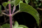 <strong>Asteraceae - Ageratum conyzoides L.</strong><br />© Pierre GRARD / CIRAD