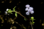 <strong>Asteraceae - Ageratum conyzoides L.</strong><br />© Pierre GRARD / CIRAD