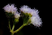 <strong>Asteraceae - Ageratum conyzoides L.</strong><br />© Pierre GRARD / CIRAD