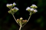 <strong>Asteraceae - Ageratum conyzoides L.</strong><br />© Pierre GRARD / CIRAD