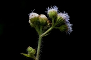 <strong>Asteraceae - Ageratum conyzoides L.</strong><br />© Pierre GRARD / CIRAD