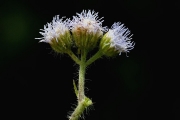 <strong>Asteraceae - Ageratum conyzoides L.</strong><br />© Pierre GRARD / CIRAD
