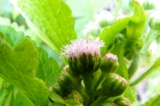 <strong>Asteraceae - Ageratum conyzoides L.</strong><br />© Thomas LE BOURGEOIS / CIRAD