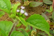 <strong>Asteraceae - Ageratum conyzoides L.</strong><br />© Azaad GAUNGOO / MSIRI