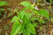 <strong>Asteraceae - Ageratum conyzoides L.</strong><br />© Azaad GAUNGOO / MSIRI