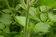 <strong>Asteraceae - Ageratum conyzoides L.</strong><br />© Thomas LE BOURGEOIS / CIRAD