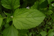 <strong>Asteraceae - Ageratum conyzoides L.</strong><br />© Thomas LE BOURGEOIS / CIRAD