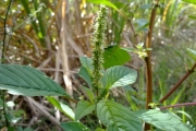 <strong>Amaranthaceae - Amaranthus dubius H.Martius ex Thell.</strong><br />© Christophe BOC/CTCS