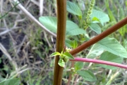 <strong>Amaranthaceae - Amaranthus dubius H.Martius ex Thell.</strong><br />© Christophe BOC/CTCS