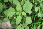 <strong>Amaranthaceae - Amaranthus viridis L.</strong><br />© Pascal MARNOTTE / CIRAD