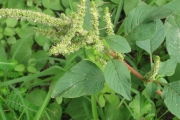 <strong>Amaranthaceae - Amaranthus viridis L.</strong><br />© Pascal MARNOTTE / CIRAD