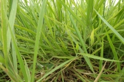 <strong>Poaceae - Brachiaria decumbens Stapf</strong><br />© Christophe BOC/CTCS