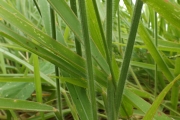 <strong>Poaceae - Brachiaria decumbens Stapf</strong><br />© Christophe BOC/CTCS