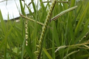 <strong>Poaceae - Brachiaria decumbens Stapf</strong><br />© Christophe BOC/CTCS