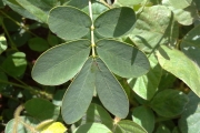 <strong>Fabaceae - Senna obtusifolia (L.) H.S.Irwin & Barneby</strong><br />© 