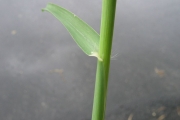 <strong>Poaceae - Chloris barbata Sw.</strong><br />© Fredy GROSSARD/CTCS