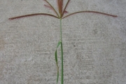 <strong>Poaceae - Chloris barbata Sw.</strong><br />© Fredy GROSSARD/CTCS