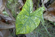 <strong>Araceae - Caladium bicolor (Aiton) Vent.</strong><br />© Christophe Boc/CTCS