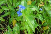 <strong>Commelinaceae - Commelina diffusa Burm.f.</strong><br />© Pascal Marnotte/Cirad