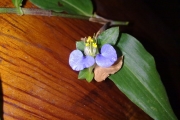 <strong>Commelinaceae - Commelina erecta subsp. erecta</strong><br />© Christophe Boc/CTCS