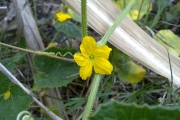 <strong>Cucurbitaceae - Cucumis melo L.</strong><br />© Christophe Boc/CTCS