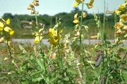 <strong>Fabaceae - Crotalaria retusa L.</strong><br />© Henri MERLIER / CIRAD