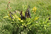 <strong>Fabaceae - Crotalaria retusa L.</strong><br />© Christophe BOC/CTCS
